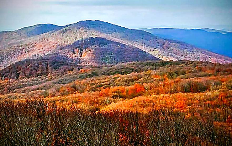 Longoz Ormanları ve İğneada