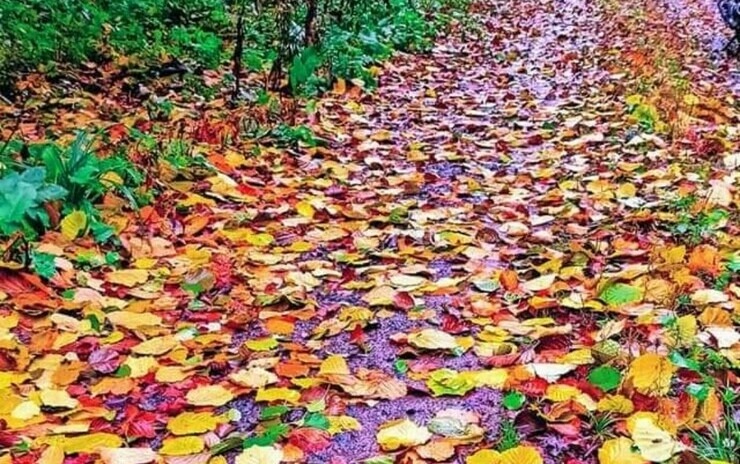 Longoz Ormanları ve İğneada