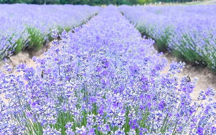Edirne ve Kırklareli