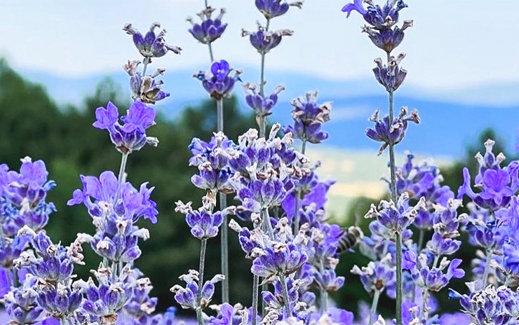 Edirne ve Kırklareli