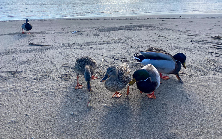 Longoz Ormanları ve İğneada