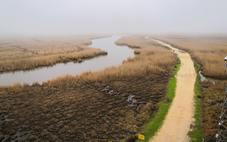 Longoz Ormanları ve İğneada